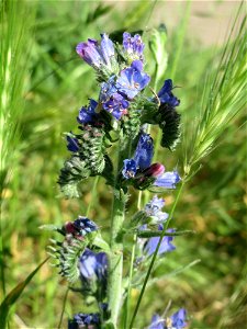 Gewöhnlicher Natternkopf (Echium vulgare) am Bahnhof Landstuhl