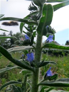 Gewöhnlicher Natterkopf (Echium vulgare) auf einer Brachfläche am Messplatz in Hockenheim