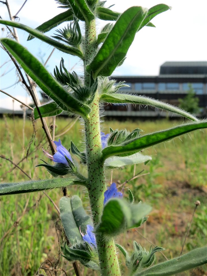 Gewöhnlicher Natterkopf (Echium vulgare) auf einer Brachfläche am Messplatz in Hockenheim
