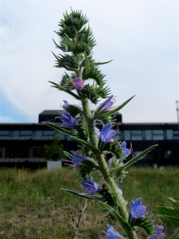 Gewöhnlicher Natterkopf (Echium vulgare) auf einer Brachfläche am Messplatz in Hockenheim