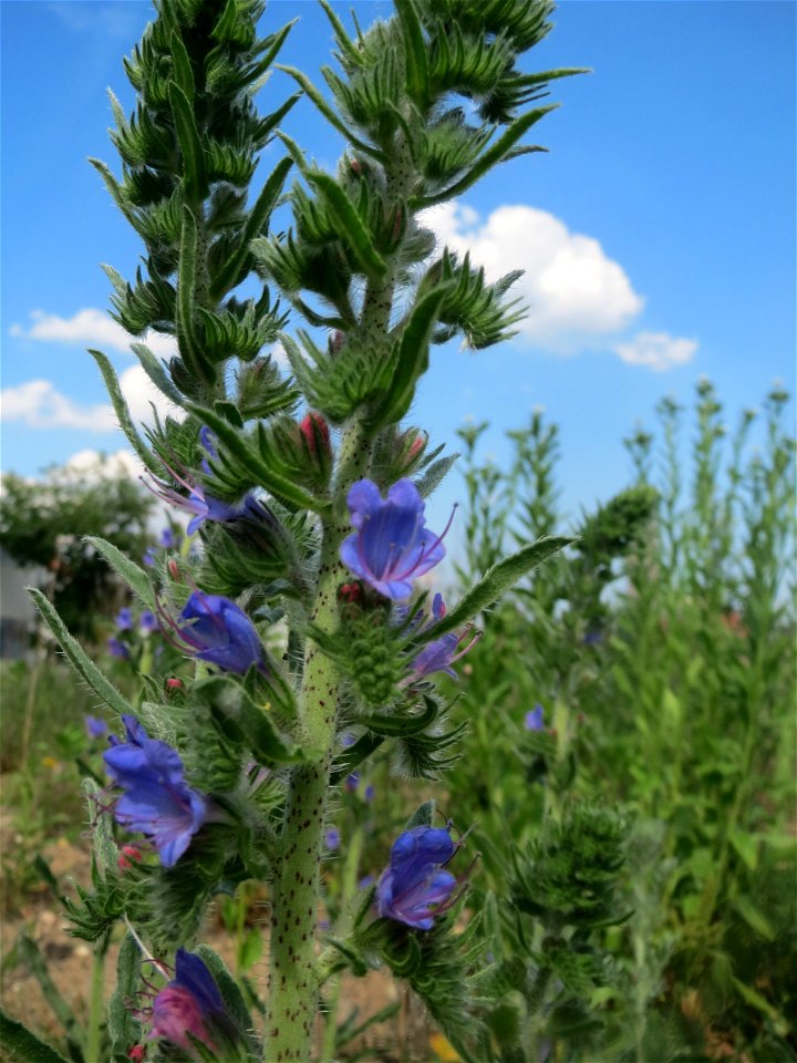 Gewöhnlicher Natterkopf (Echium vulgare) auf einer Brachfläche am Messplatz in Hockenheim