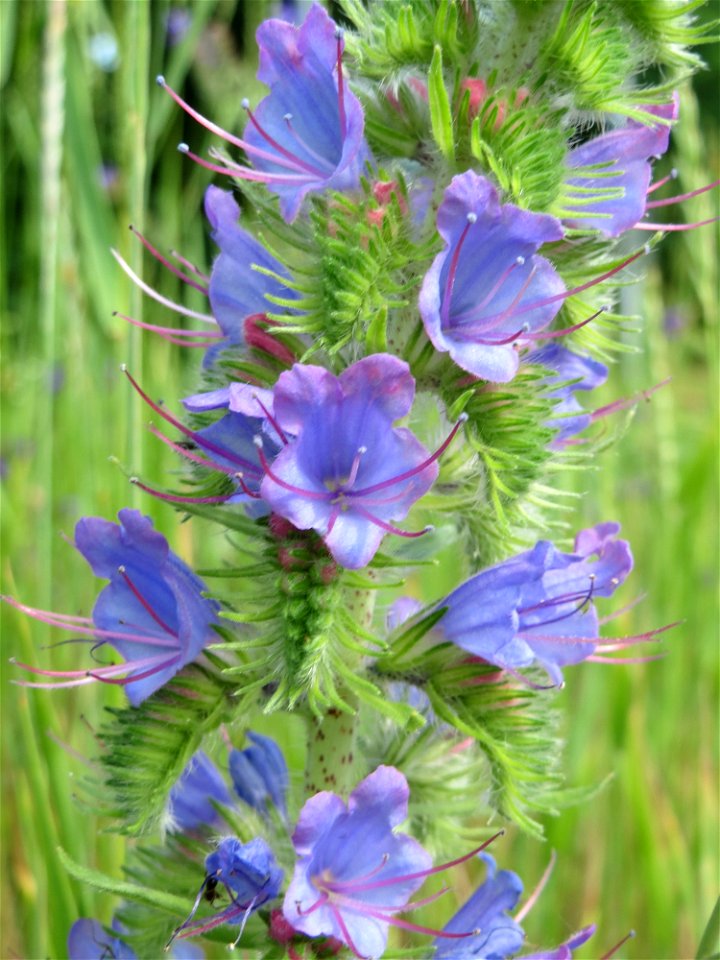 Gewöhnlicher Natterkopf (Echium vulgare) am Stadtrand von Hockenheim