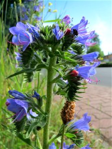 Gewöhnlicher Natterkopf (Echium vulgare) am Stadtrand von Hockenheim