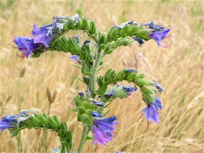 Gewöhnlicher Natternkopf (Echium vulgare) in Hockenheim-Talhaus