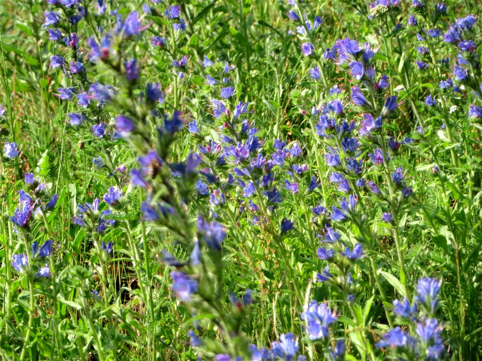 Gewöhnlicher Natterkopf (Echium vulgare) an der A620 in Sankt Arnual