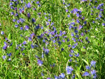 Gewöhnlicher Natterkopf (Echium vulgare) an der A620 in Sankt Arnual