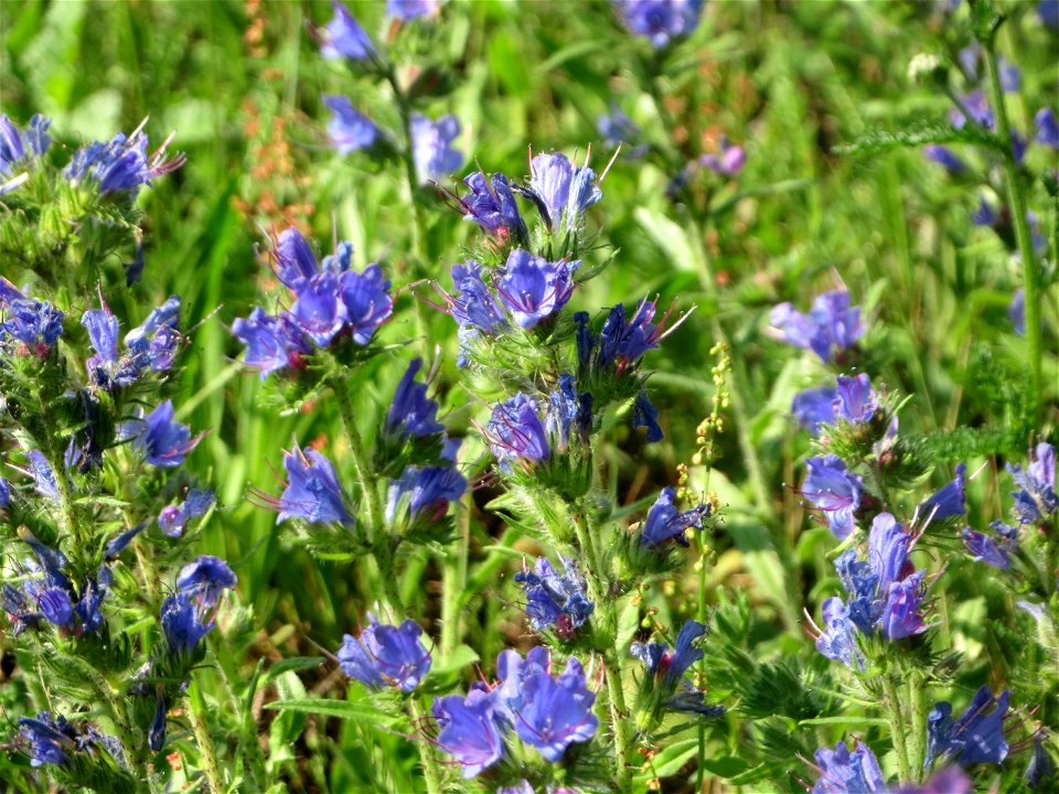Gewöhnlicher Natterkopf (Echium vulgare) an der A620 in Sankt Arnual