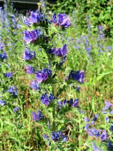 Gewöhnlicher Natterkopf (Echium vulgare) an der A620 in Sankt Arnual