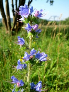 Gewöhnlicher Natterkopf (Echium vulgare) am Osthafen in Saarbrücken