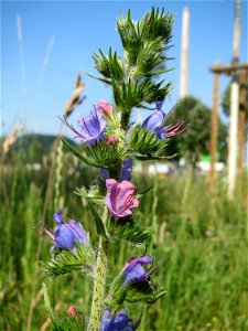 Gewöhnlicher Natterkopf (Echium vulgare) am Osthafen in Saarbrücken