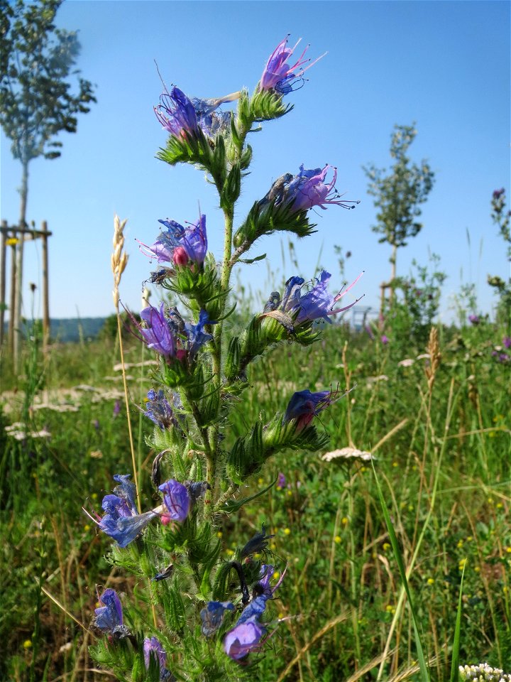 Gewöhnlicher Natterkopf (Echium vulgare) am Osthafen in Saarbrücken