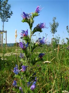 Gewöhnlicher Natterkopf (Echium vulgare) am Osthafen in Saarbrücken