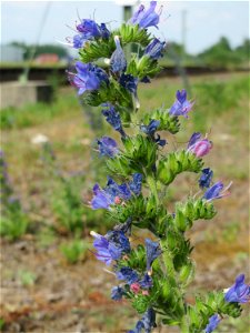 Gewöhnlicher Natternkopf (Echium vulgare) am Bahnhof Bruchmühlbach-Miesau
