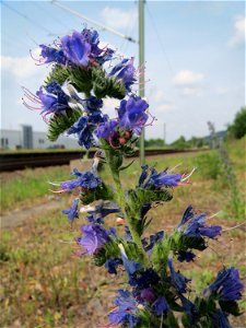 Gewöhnlicher Natternkopf (Echium vulgare) am Bahnhof Bruchmühlbach-Miesau