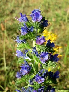 Gewöhnlicher Natternkopf (Echium vulgare) auf einer Streuobstwiese in Hockenheim
