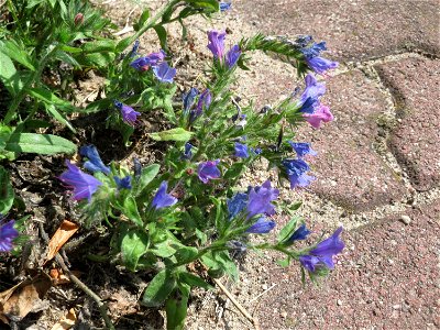 Ritzenbotanik: Gewöhnlicher Natternkopf (Echium vulgare) in Hockenheim