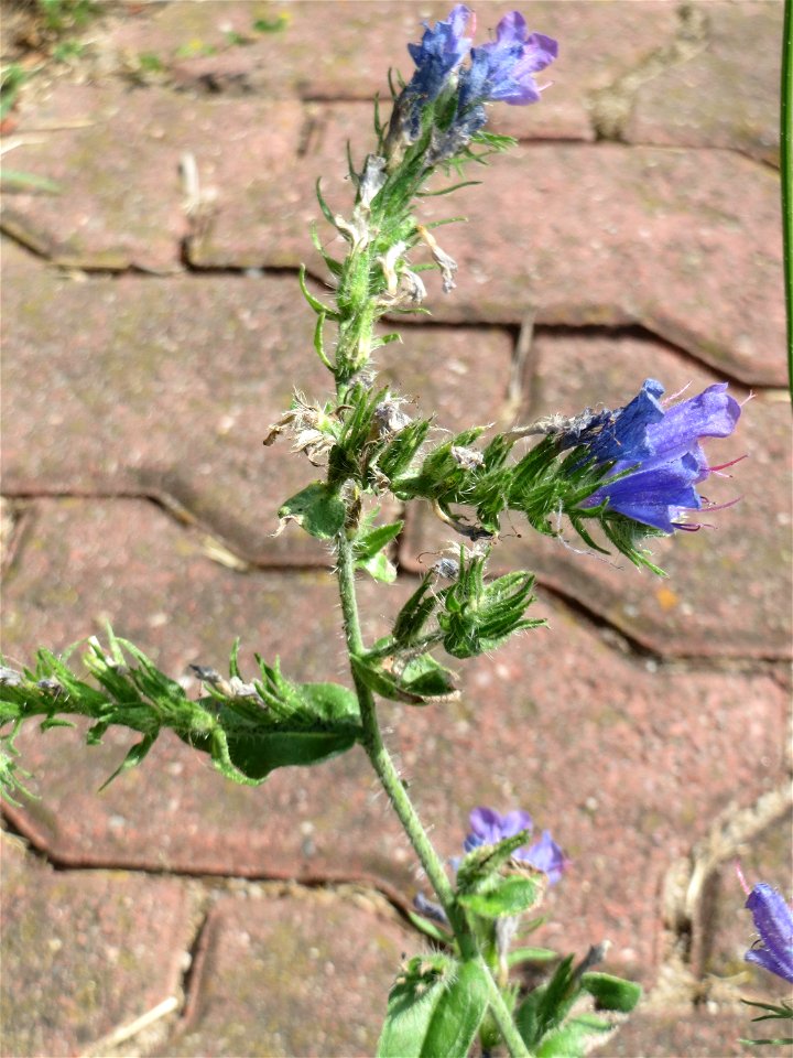 Ritzenbotanik: Gewöhnlicher Natternkopf (Echium vulgare) in Hockenheim
