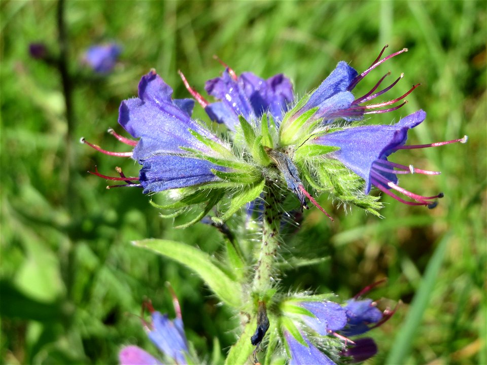 Gewöhnlicher Natterkopf (Echium vulgare) im Almet in Sankt Arnual