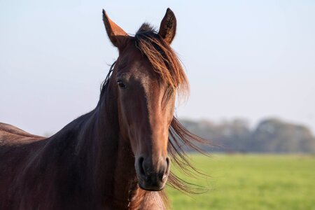 Moons noble animal