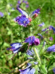 Gewöhnlicher Natterkopf (Echium vulgare) im Almet in Sankt Arnual