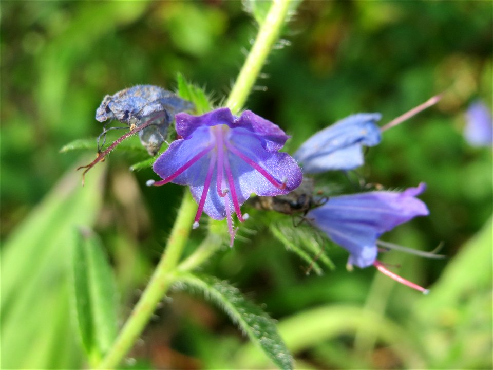 Gewöhnlicher Natterkopf (Echium vulgare) im Naturschutzgebiet „Steinbachtal / Netzbachtal“