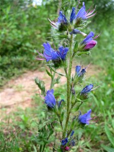 Gewöhnlicher Natterkopf (Echium vulgare) im Naturschutzgebiet „Steinbachtal / Netzbachtal“