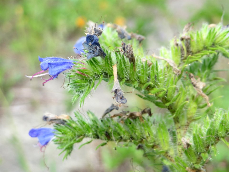 Gewöhnlicher Natternkopf (Echium vulgare) am Bahnhof Bruchmühlbach-Miesau
