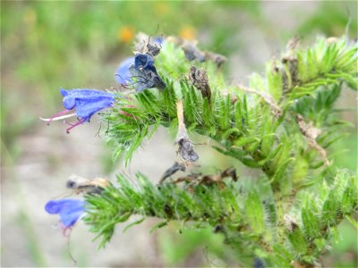 Gewöhnlicher Natternkopf (Echium vulgare) am Bahnhof Bruchmühlbach-Miesau