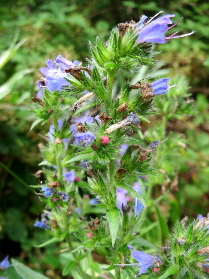Gewöhnlicher Natterkopf (Echium vulgare) im Naturschutzgebiet „Steinbachtal / Netzbachtal“