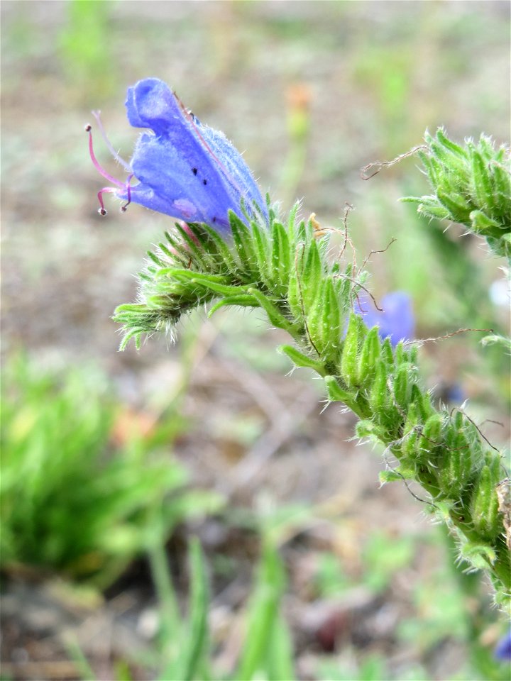 Gewöhnlicher Natternkopf (Echium vulgare) am Bahnhof Bruchmühlbach-Miesau
