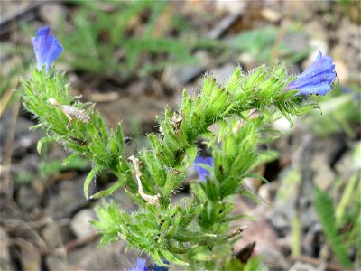 Gewöhnlicher Natternkopf (Echium vulgare) am Bahnhof Bruchmühlbach-Miesau
