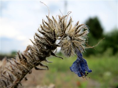 Gewöhnlicher Natternkopf (Echium vulgare) am Bahnhof Bruchmühlbach-Miesau