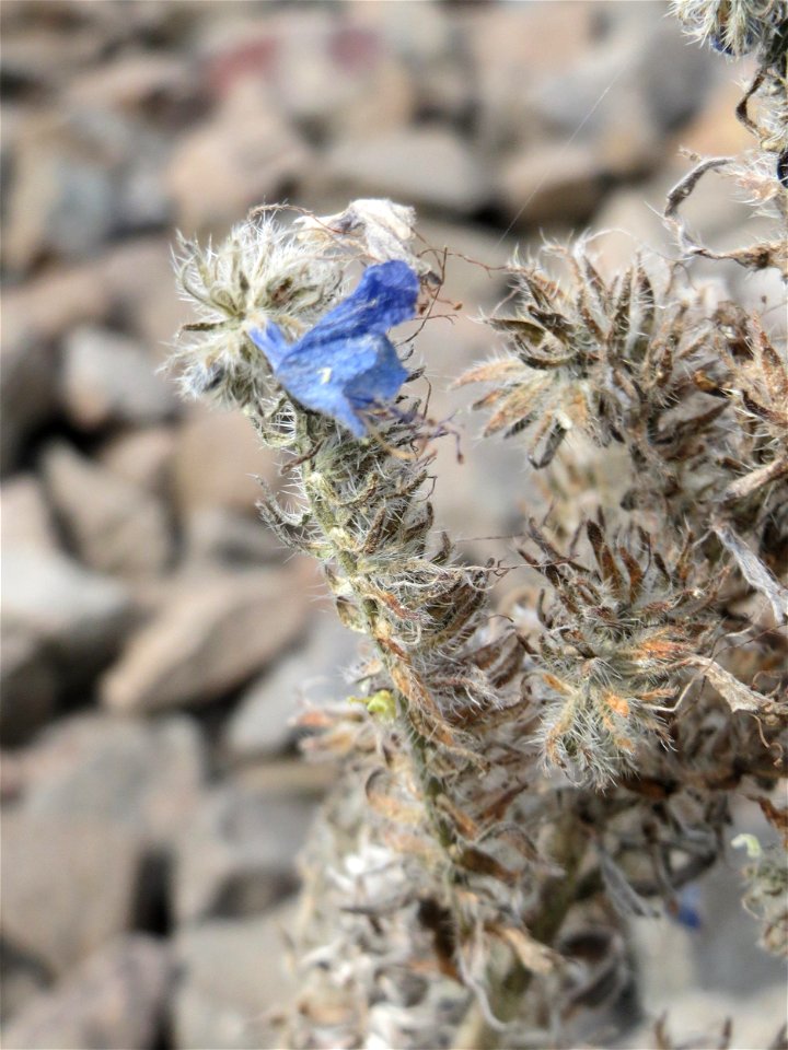 Gewöhnlicher Natternkopf (Echium vulgare) am Bahnhof Bruchmühlbach-Miesau