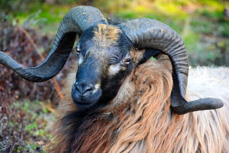 Drenthe drenthe heath sheep horns