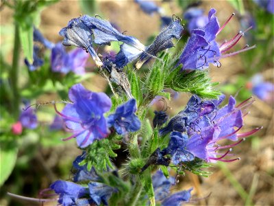 Gewöhnlicher Natternkopf (Echium vulgare) im Landschaftsschutzgebiet „Hockenheimer Rheinbogen“