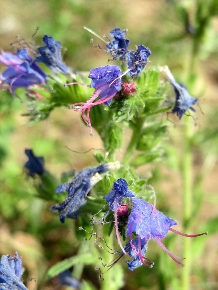 Gewöhnlicher Natternkopf (Echium vulgare) in Hockenheim-Talhaus