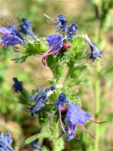 Gewöhnlicher Natternkopf (Echium vulgare) in Hockenheim-Talhaus