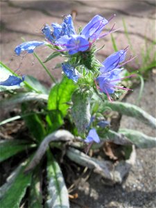 Ritzenbotanik: Gewöhnlicher Natternkopf (Echium vulgare) auf Pflastersteinen am Straßenrand in Hockenheim