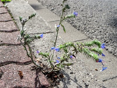 Ritzenbotanik: Gewöhnlicher Natternkopf (Echium vulgare) auf Pflastersteinen am Straßenrand in Hockenheim