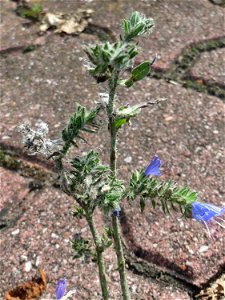 Ritzenbotanik: Gewöhnlicher Natternkopf (Echium vulgare) auf Pflastersteinen am Straßenrand in Hockenheim
