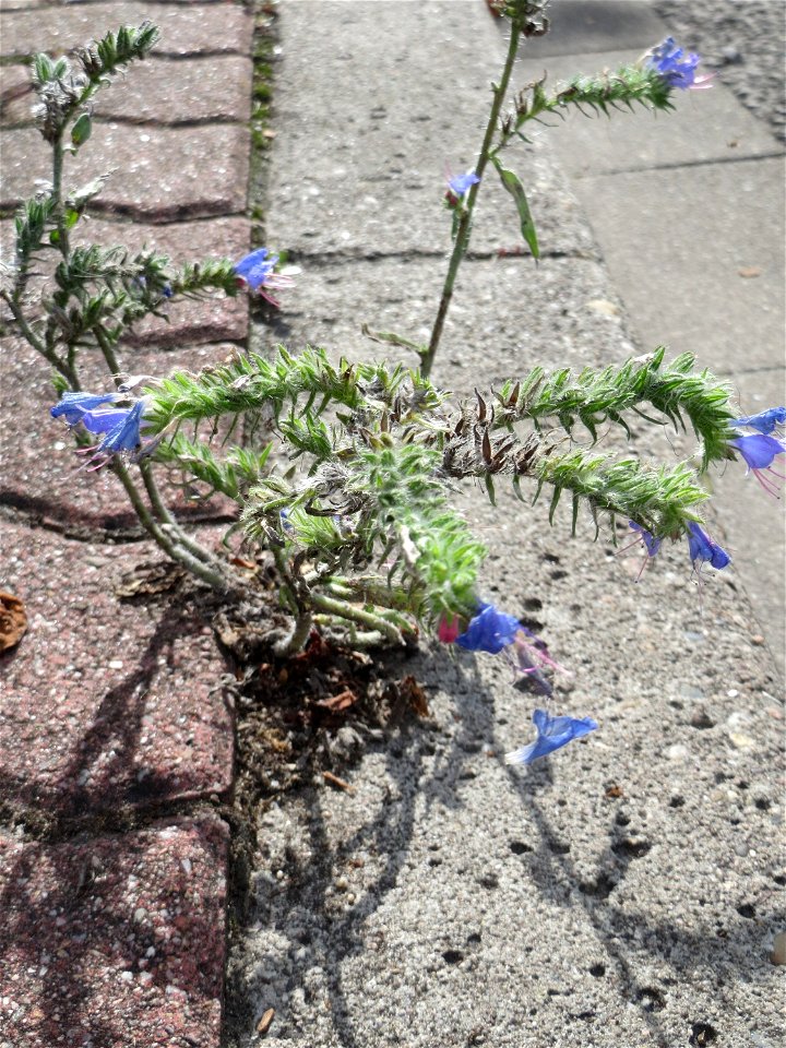Ritzenbotanik: Gewöhnlicher Natternkopf (Echium vulgare) auf Pflastersteinen am Straßenrand in Hockenheim