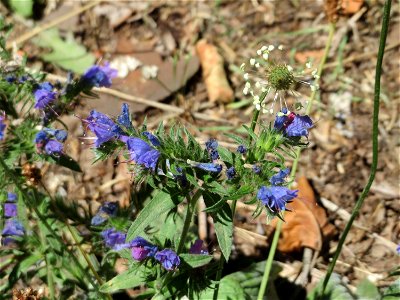 Gewöhnlicher Natterkopf (Echium vulgare) auf Schotter neben der Saarbahn in Saarbrücken