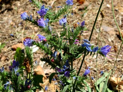 Gewöhnlicher Natterkopf (Echium vulgare) auf Schotter neben der Saarbahn in Saarbrücken