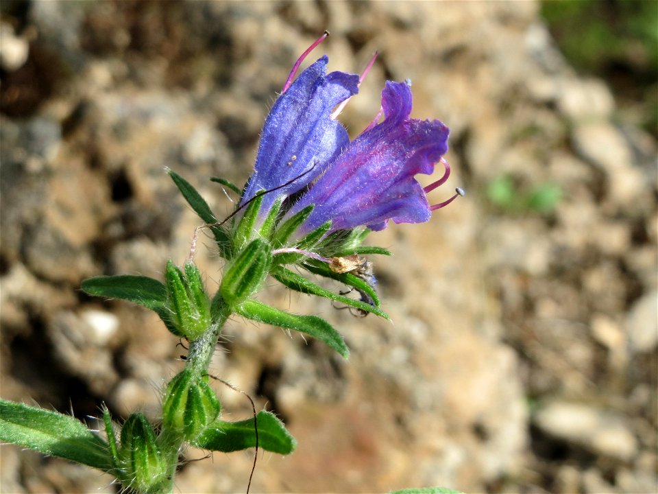Ritzenbotanik: Gewöhnlicher Natterkopf (Echium vulgare) auf einer Mauer im Bürgerpark Saarbrücken