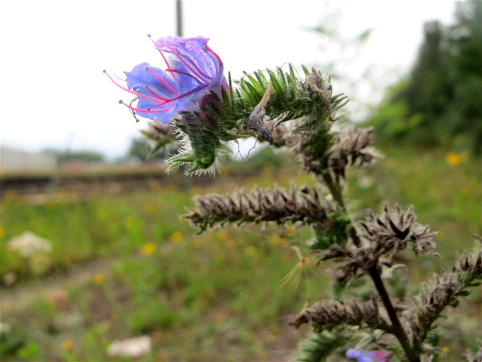 Gewöhnlicher Natternkopf (Echium vulgare) am Bahnhof Bruchmühlbach-Miesau