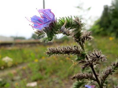 Gewöhnlicher Natternkopf (Echium vulgare) am Bahnhof Bruchmühlbach-Miesau