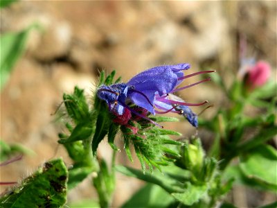 Ritzenbotanik: Gewöhnlicher Natterkopf (Echium vulgare) auf einer Mauer im Bürgerpark Saarbrücken