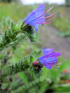 Gewöhnlicher Natternkopf (Echium vulgare) am Bahnhof Bruchmühlbach-Miesau