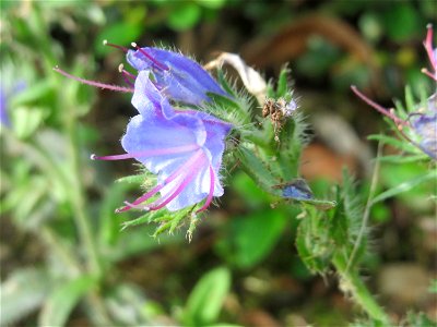 Gewöhnlicher Natternkopf (Echium vulgare) in Hockenheim-Talhaus