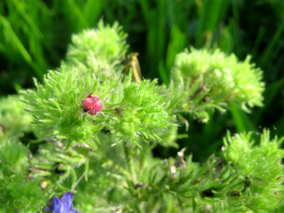 Gewöhnlicher Natternkopf (Echium vulgare) auf einer Streuobstwiese in Hockenheim - nach der Hauptblütezeit bildet der Natternkopf oft eigentümliche buschige Strukturen aus